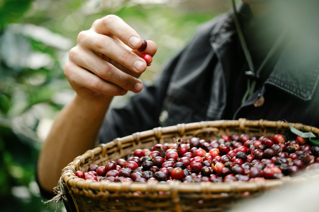 A Guide to Ethical Coffee Production